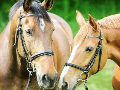 Maverick