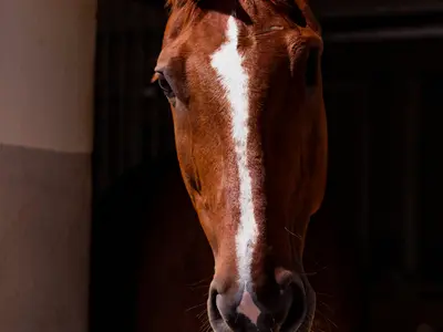 El Gaucho